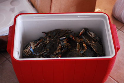 Box of blue crabs. Watch out! Box of blue crabs. Watch out!