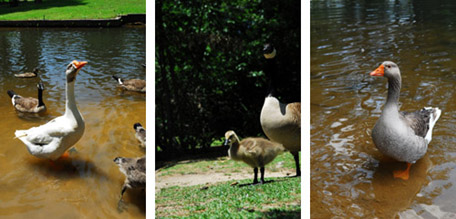 Ducks and Geese at the Park Ducks and Geese at the Park