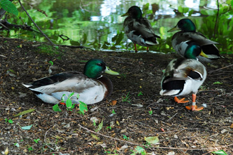 Mallard with a cold Mallard with a cold